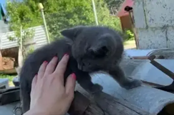 Кошки потеряшки, Золотаревка, фото: Потеряшка кошка возле базы отдыха 