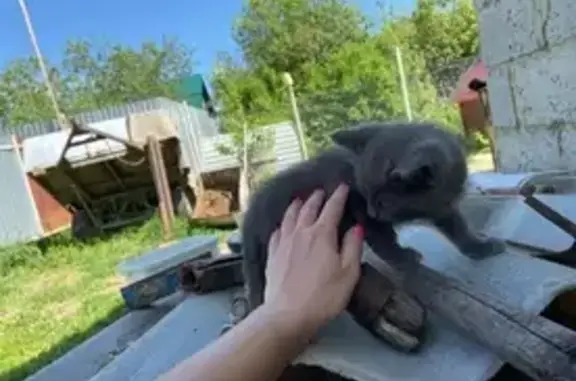 Кошки потеряшки, Золотаревка, фото: Потеряшка кошка возле базы 