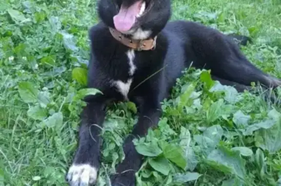Найдена домашняя собака в Кузьминках, ул. Шумилова, 10