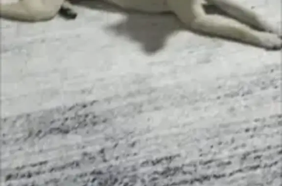 Найдена собака на ул. Сурикова, 34 в Новосибирске