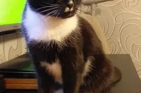 Кошки потеряшки, Тамбов, фото: Потеряшка кошка на Загородной ул. 11 в Тамбове