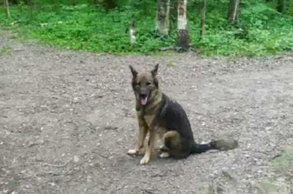 Найдена собака возле ЖК Новое Тушино, Путилково, Москва