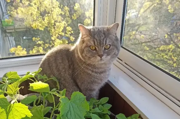 Кошки потеряшки, Санкт-Петербург, фото: Потеряшка кот на ул. Добровольцев, 44, СПб.