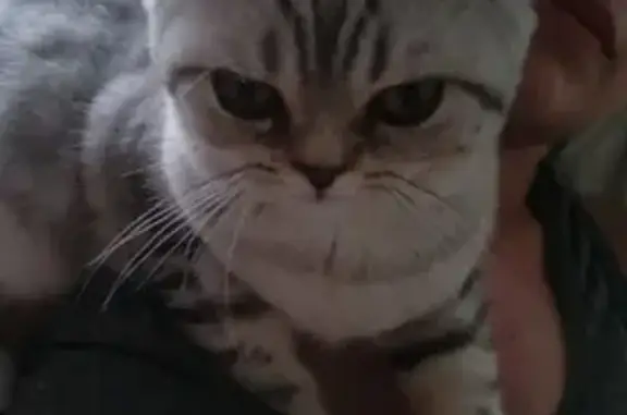 Кошки потеряшки, Санкт-Петербург, фото: Потеряшка кошка на Антонова-Овсеенко, 19/3 в СПб