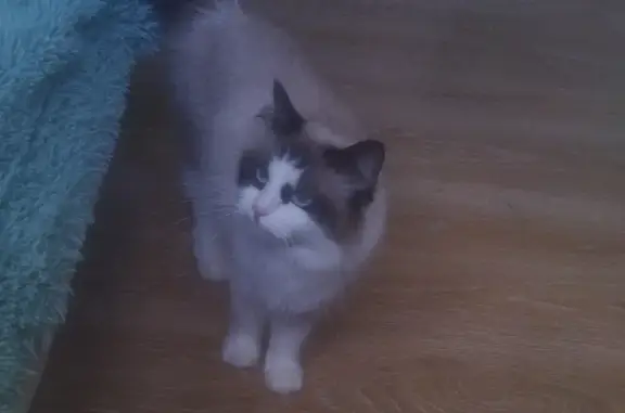 Пропала кошка в Ильинском-Усово, Московская область