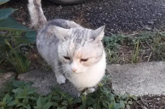 Найдена домашняя кошка в Анапе
