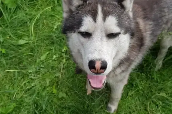 Собака с ошейником и карабином найдена в Киселевске