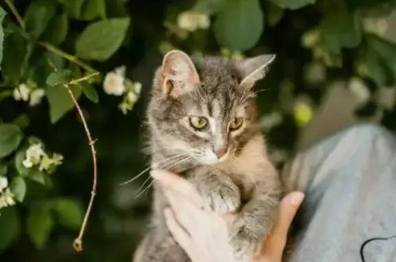 Найдена кошка в Краснодаре: ищет дом
