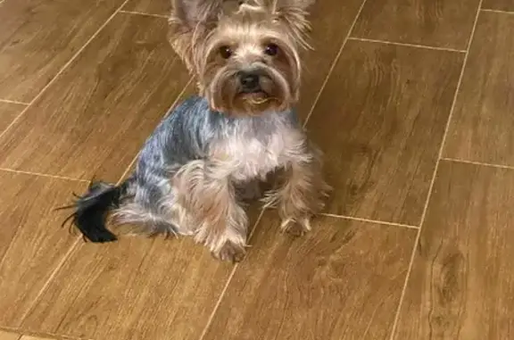 Собаки потеряшки, Саратов, фото: Потеряшка собака Моника в Саратове, улица Лермонтова, 5.