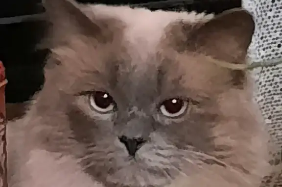 Кошки потеряшки, Санкт-Петербург, фото: Потеряшка кошка Невский маскарадный на ул.Юты Бондаровской, СПб