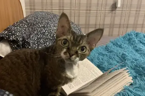 Объявления о пропавших и найденных животных, Новинки, фото: Пропала кошка в жк НОВИНКИ, нужна помощь!