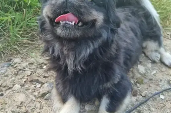 Собака Пикенес найдена возле леса на Колхозной улице, Ярцево