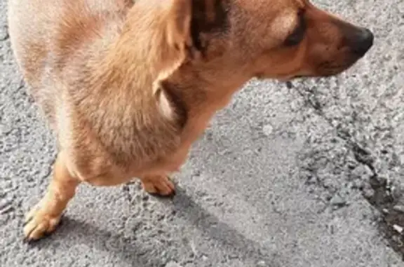 Найдена рыжая собака на ул. Восстания, 50 в Екатеринбурге