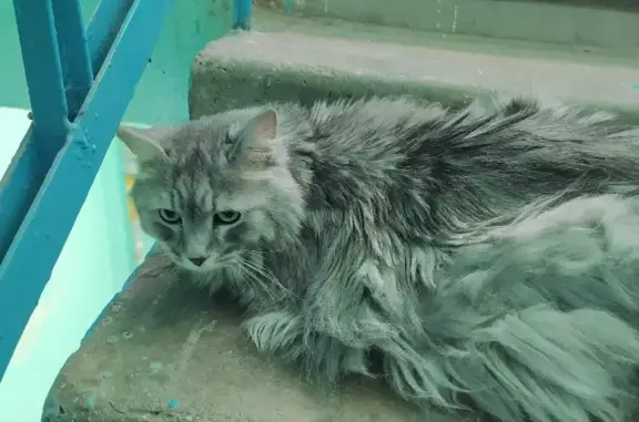 Найдена кошка на Киевском бульваре, дом 9