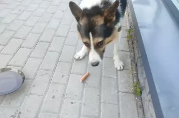 Найдена собака без адреса: Акуловское шоссе, 1, Пушкино