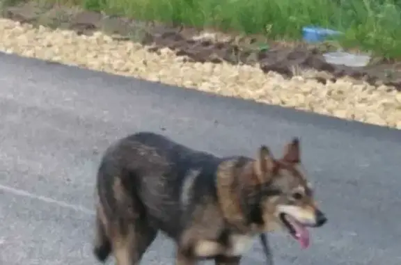 Найдена собака на обочине между Шепино и Плаутино