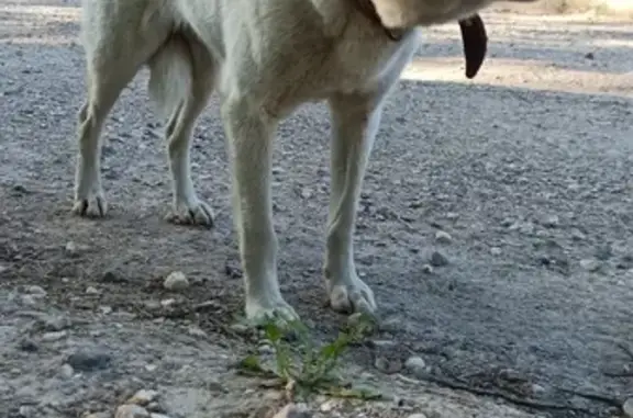 Собака с ошейником найдена в Голобово, Тверская область