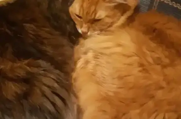 Объявления о пропавших и найденных животных, Ярославль, фото: Пропал рыжий кот по адресу ул. Саукова, 11, Ярославль