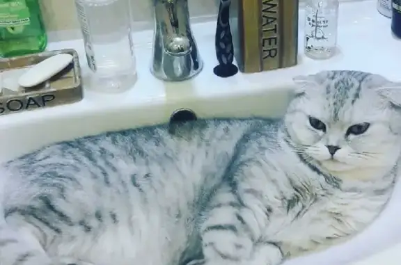 Кошки потеряшки, поселок Виноградный, фото: Потеряшка кошка Марго в п. Виноградный, ул. Зелёная