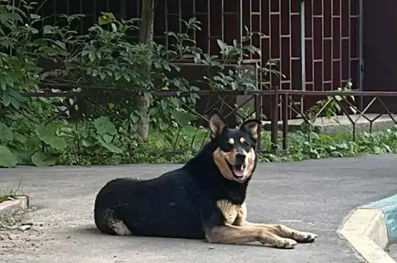 Найдена собака на Грибовской, Лесной Городок