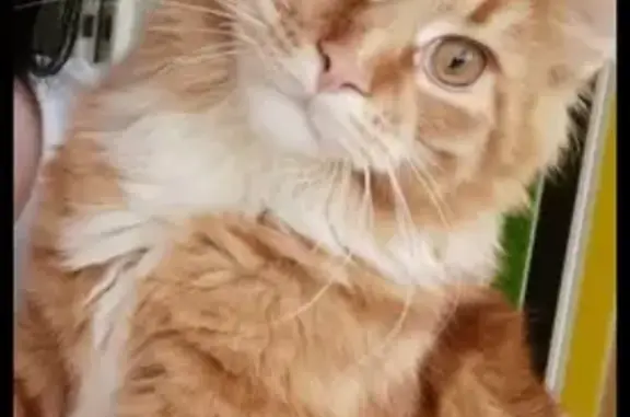 Кошки потеряшки, Тольятти, фото: Потеряшка рыжая мейнкунка на ул. Спортивной, 18, Тольятти