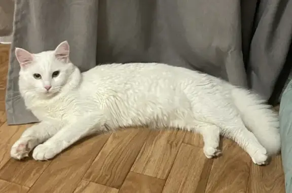 Пропала белая кастрированная кошка Метис на Майском бульваре, 29, Курск