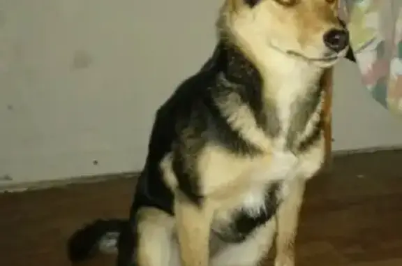 Собака найдена на улице Трактовая, 14 в Сысерти.