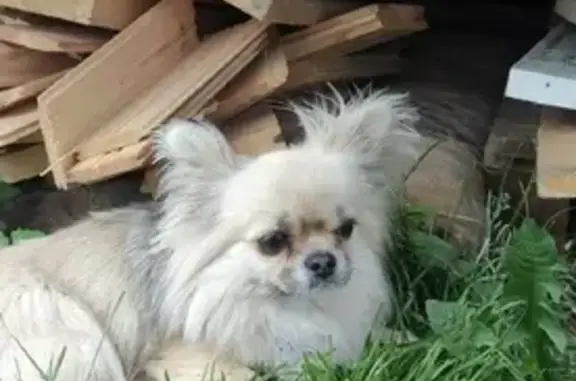 Пропала собака Тиша на Заводской улице 5А