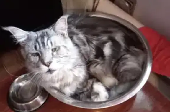 Кошки потеряшки, Сузун, фото: Потеряшка кошка на Депутатской ул. 17, мейн-кун, мраморный окрас, 8кг.