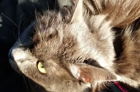 Пропала серая кошка в Конюхово, Костромская область