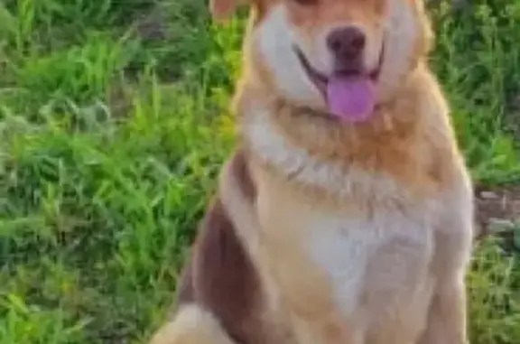 Пропала собака Альма в Факеле Снт, Московская область