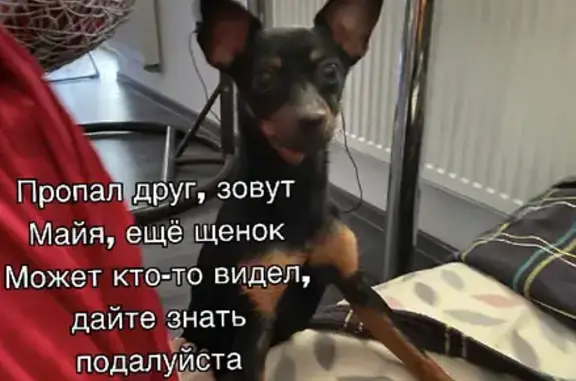 Пропала собака Майя, ищем в Малом Исаково-Васильково, вознаграждение гарантировано!