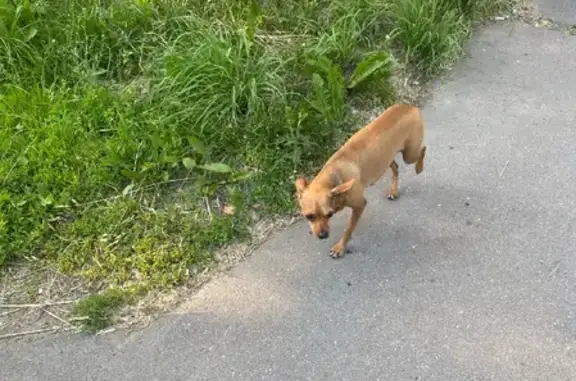 Найдена собака в Пушкинском р-не, СПб