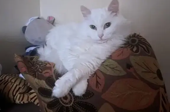 Пропала белая кошка в СНТ Березки, МО