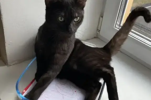 Кошки потеряшки, Куртамыш, фото: Потеряшка кошка Тимоша, ул. С. Тюленина, 49, Куртамыш