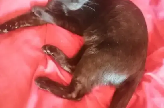 Найдена чёрная кошка на ул. Тухачевского, СПб