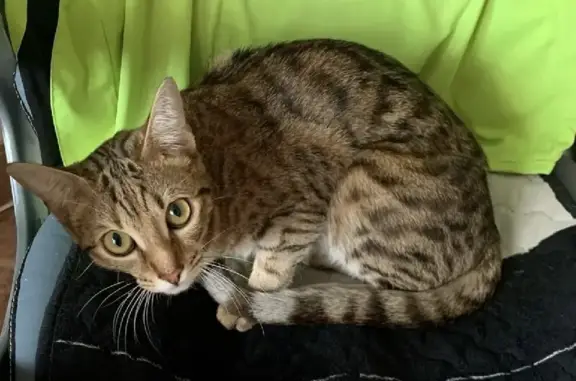 Потерянные животные Курган, фото: Пропала кошка на Орлова 104 в Кургане