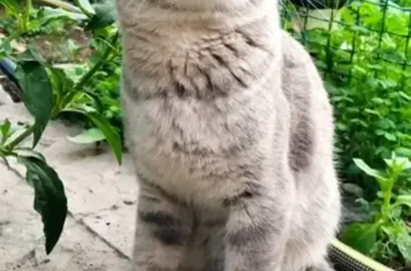 Найден кот с травмированной лапкой на ул. Саши Филиппова, 59