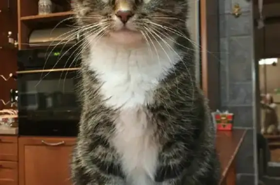 Кошки потеряшки, Первомайское, фото: Потеряшка кошка Пышка на Центральной улице, Озерки