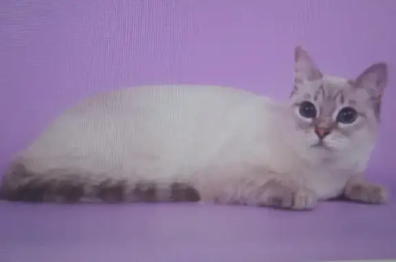 Кошки потеряшки, Тольятти, фото: Потеряшка кошка Тоби на Комсомольском шоссе, 96