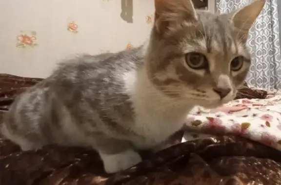 Найден домашний котик на ул. Салтыкова-Щедрина, 37 в Томске