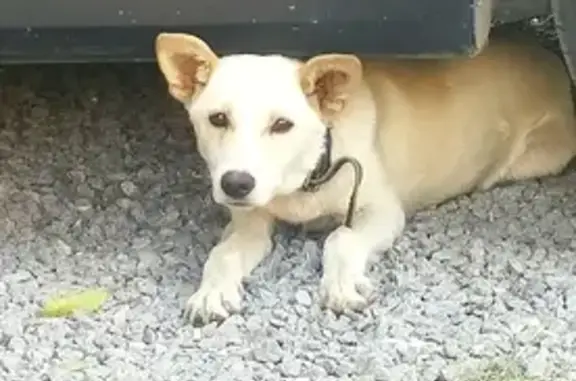 Собака найдена в 32 микрорайоне на ул. Карбышева 135
