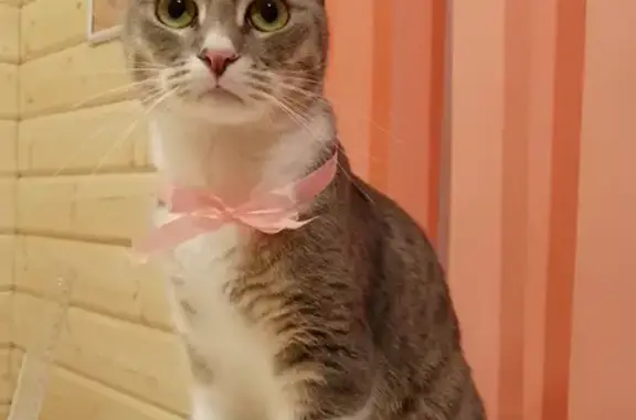 Потерянные животные Кислино, фото: Пропала кошка Муся в Курске, с серым ошейником