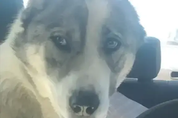 Пропала собака Пума в Оренбургской области