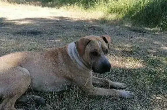 Найден бездомный пёс в Боровково