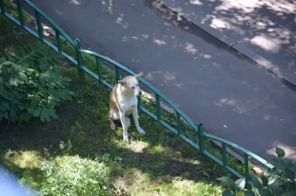 Найден контактный кобель на Дмитровском шоссе, Москва