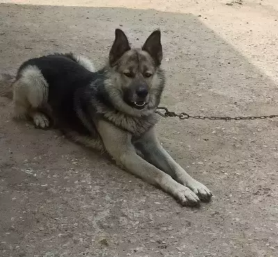 Пропала собака Рекс на Полевой улице 15