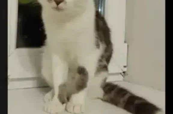 Кошки потеряшки, Холм-Жирковский, фото: Потеряшка кошка на Московской, 14