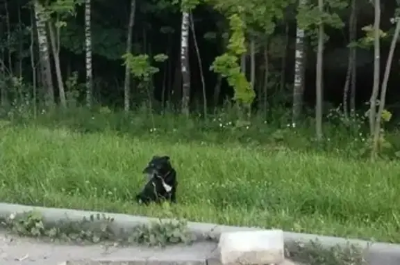 Найдена собака на Киевском шоссе, Москва