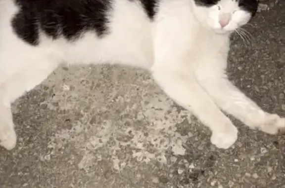 Найдена черно-белая кошка на ул. Р. Люксембург 3
